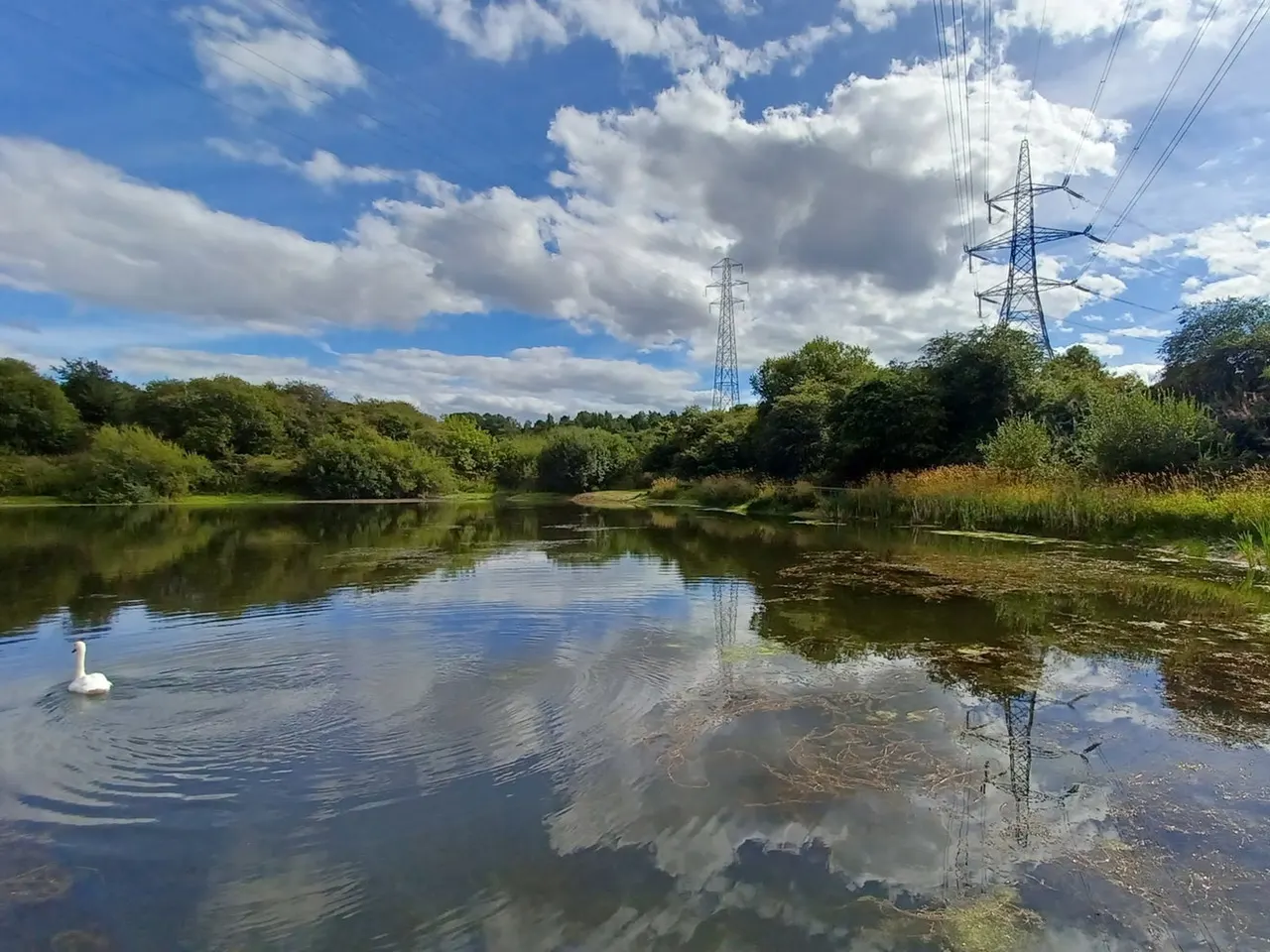 River landscape with a swan swimming on calm water, surrounded by green vegetation and trees, with electricity pylons visible in the distance under a partly cloudy sky.