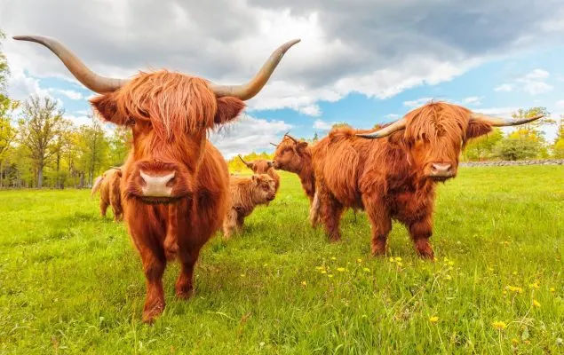 Highland cattle with long horns grazing in a green pasture under a cloudy sky.