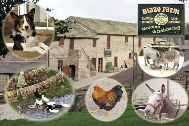 Blaze Farm & The Potty Sheep