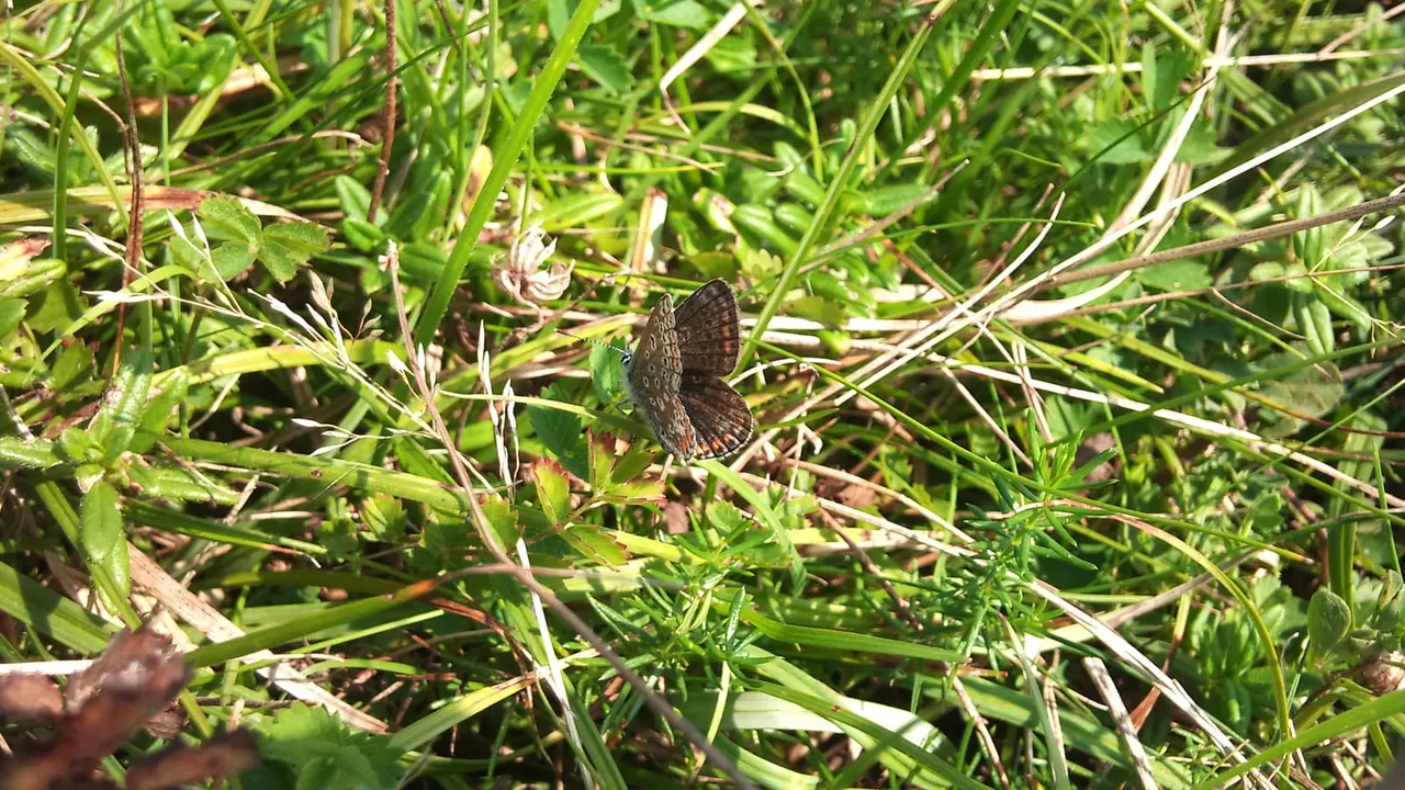 Dark butterfly perched on green vegetation and small wildflowers in grassland.