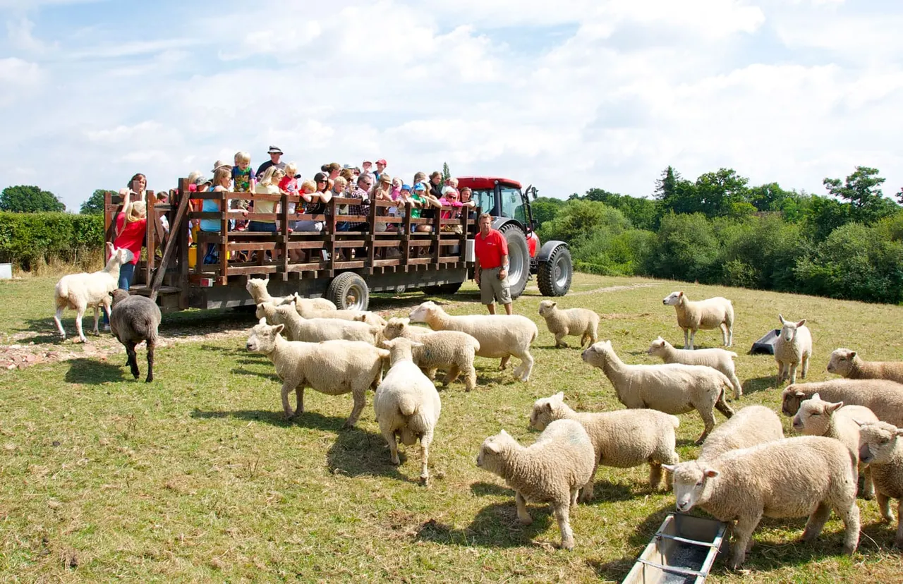 Large group of visitors on a tractor-drawn wagon surrounded by sheep grazing in a field.