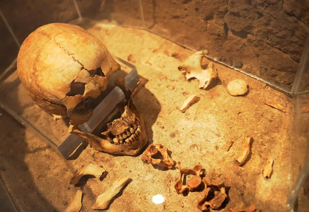 Ancient human skeletal remains displayed in museum exhibition, including a skull and bones on sandy ground.