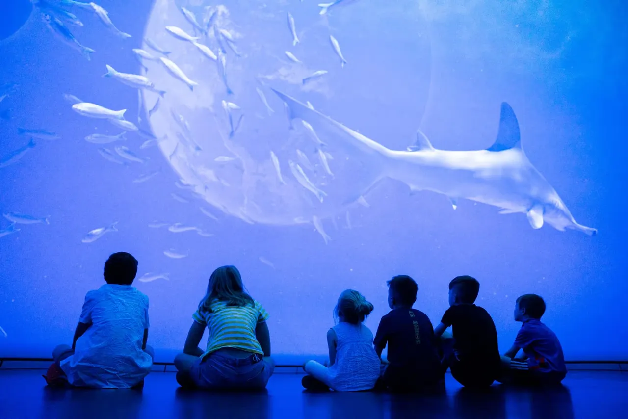Children sit watching a manta ray and school of fish swimming in a large aquarium tank.
