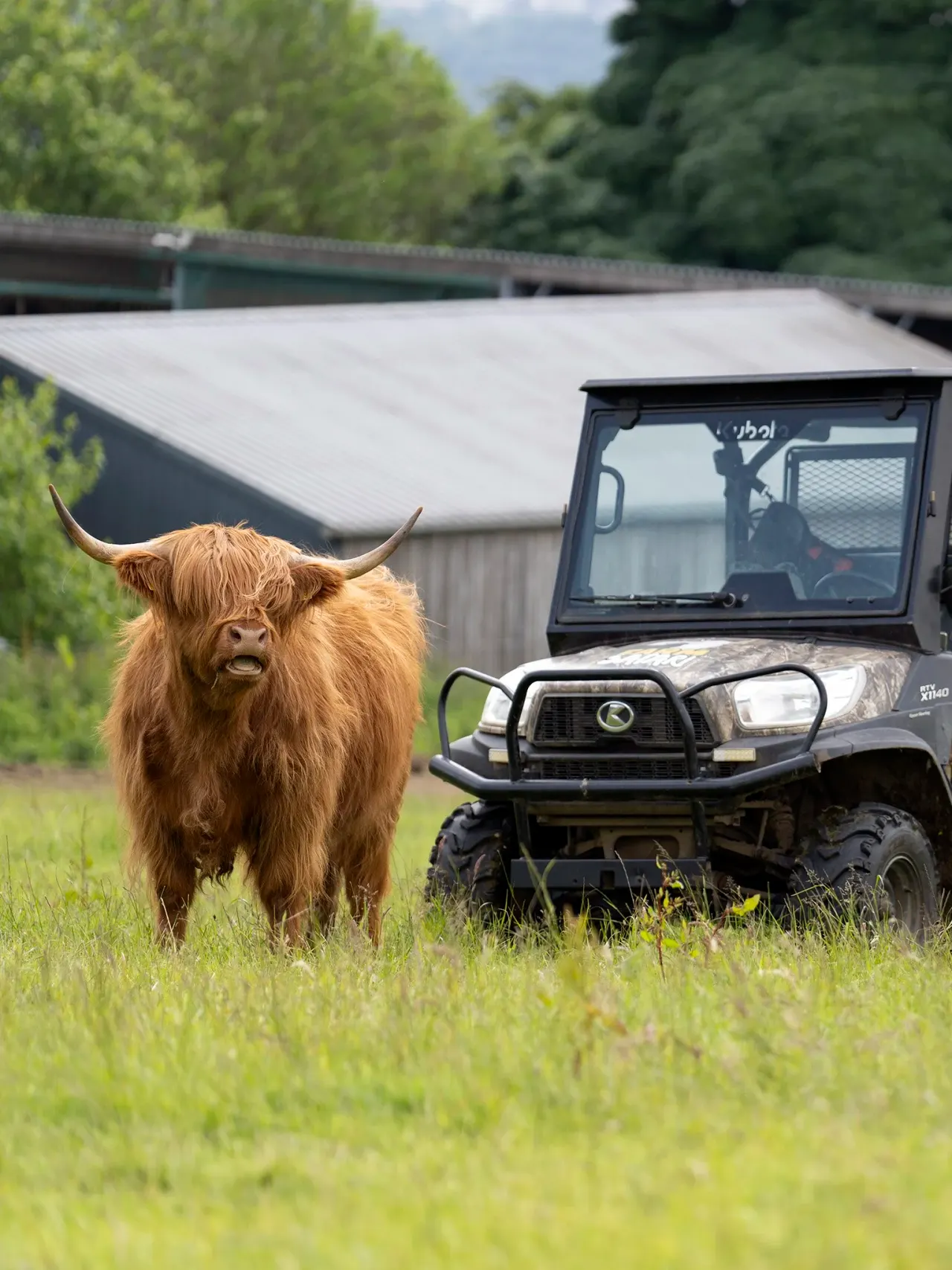 Highland cattle standing in grassland beside a parked all-terrain vehicle at a rural farm venue.