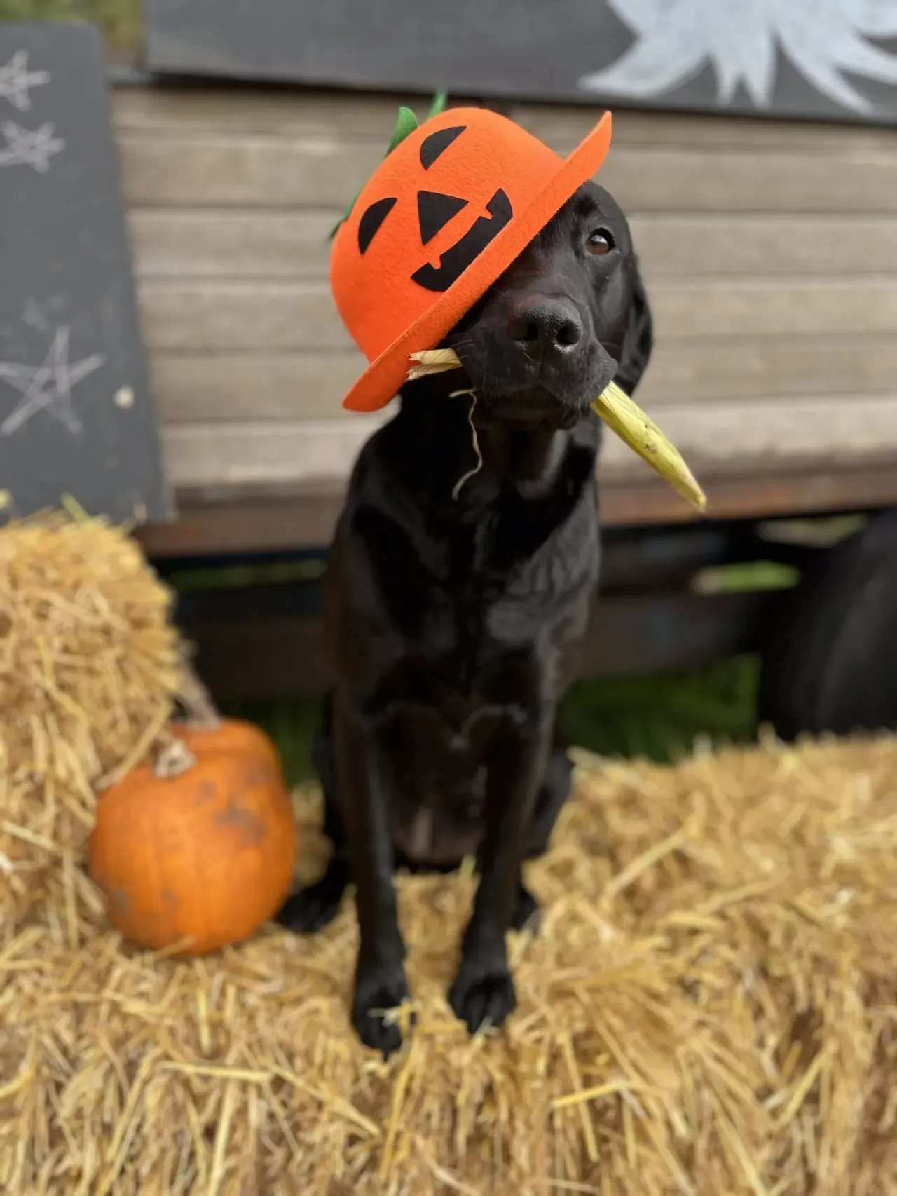 Black dog wearing a pumpkin-face Halloween hat, holding straw in its mouth, surrounded by hay and pumpkins.