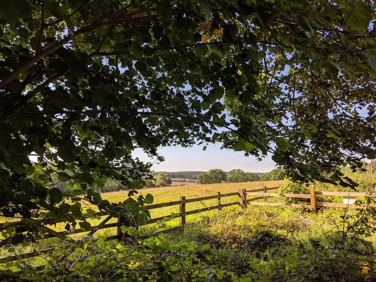 View through overhanging tree branches of wooden gate and sunny pastoral countryside with distant woodland.
