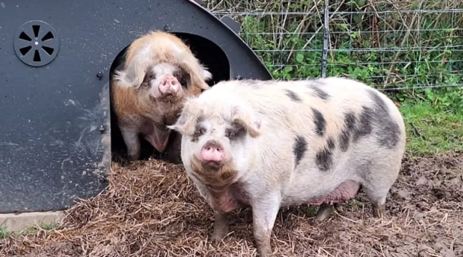 Two pigs standing outside a dark shelter in a muddy enclosure.