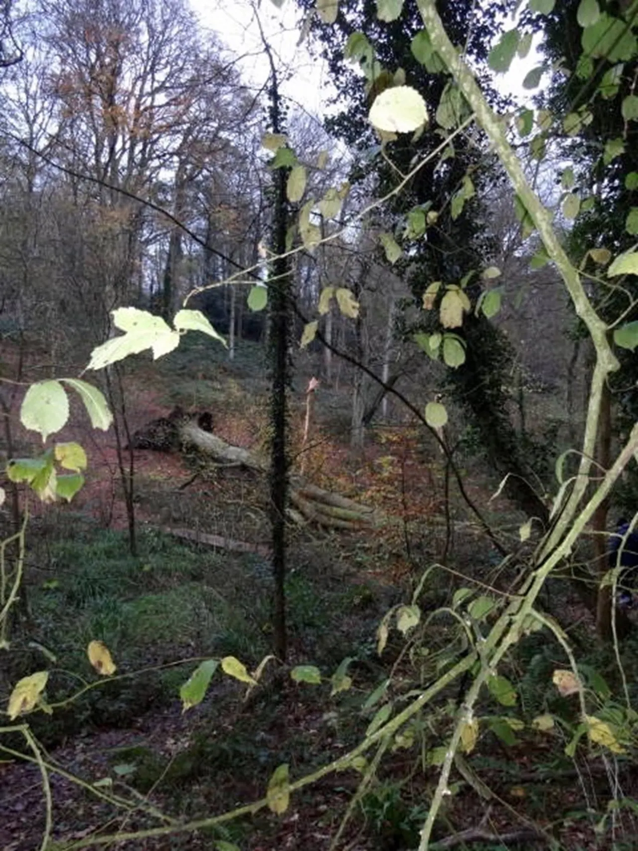 Woodland clearing with climbing vines bearing pale leaves in foreground, bare trees and fallen logs visible beyond.