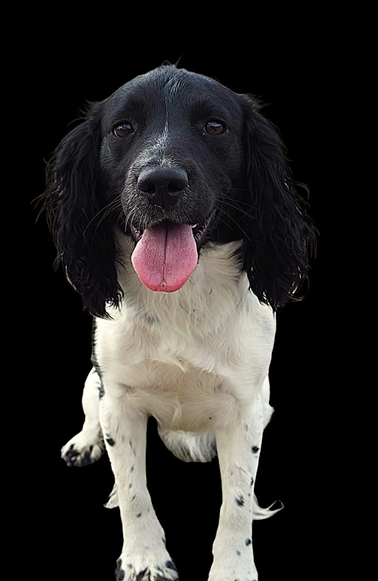 Black and white dog with tongue out sitting against black background.