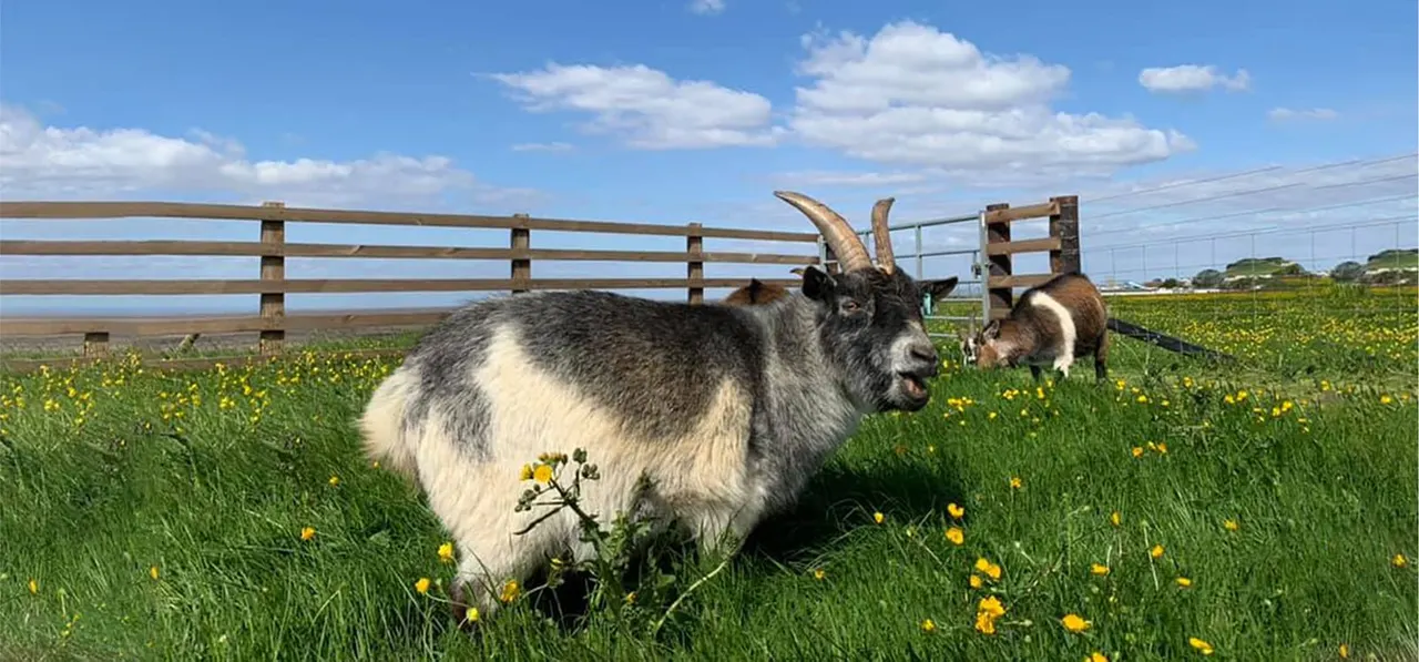 Goats grazing in a sunny pasture with wooden fencing and yellow wildflowers.