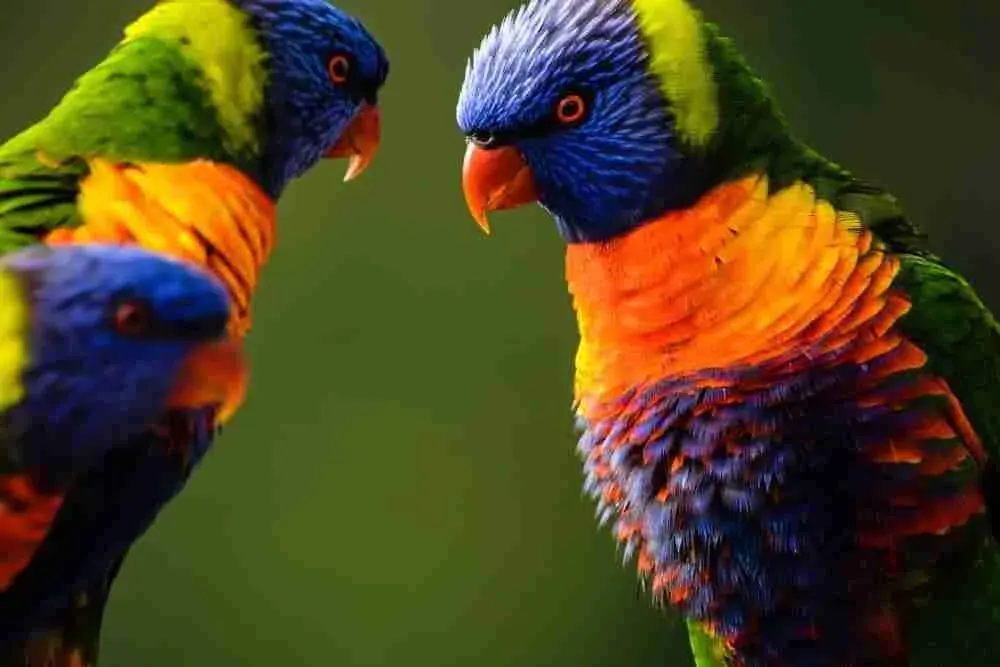 Close-up of two colourful parrots with blue heads, orange and yellow plumage facing each other against a green background.