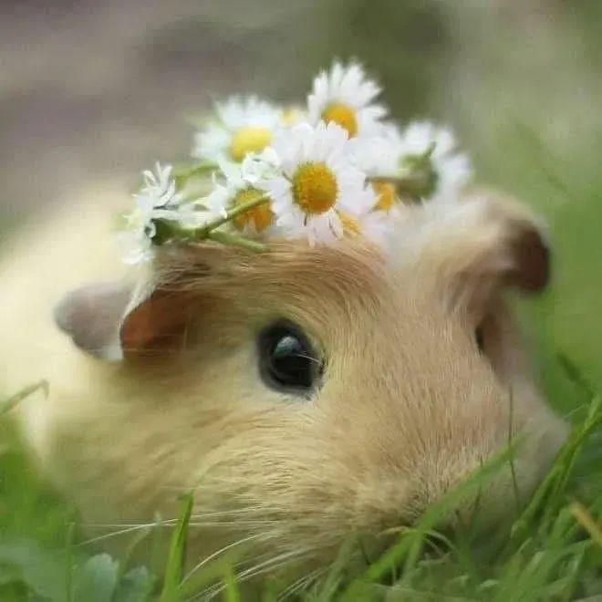 Small furry animal wearing a crown of white daisies in grass.