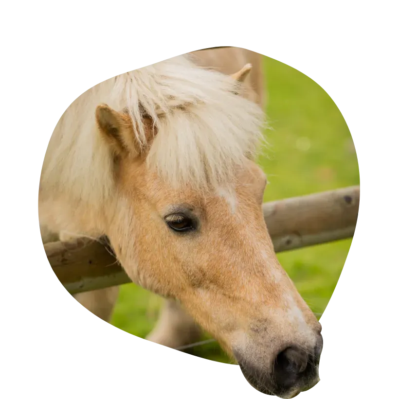 Pony with cream-coloured mane and tan coat stands by a wooden fence in a green field.