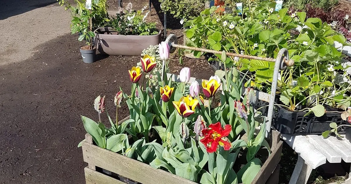 Raised bed with blooming tulips in red, yellow and pink, surrounded by other plants and containers in a garden setting.