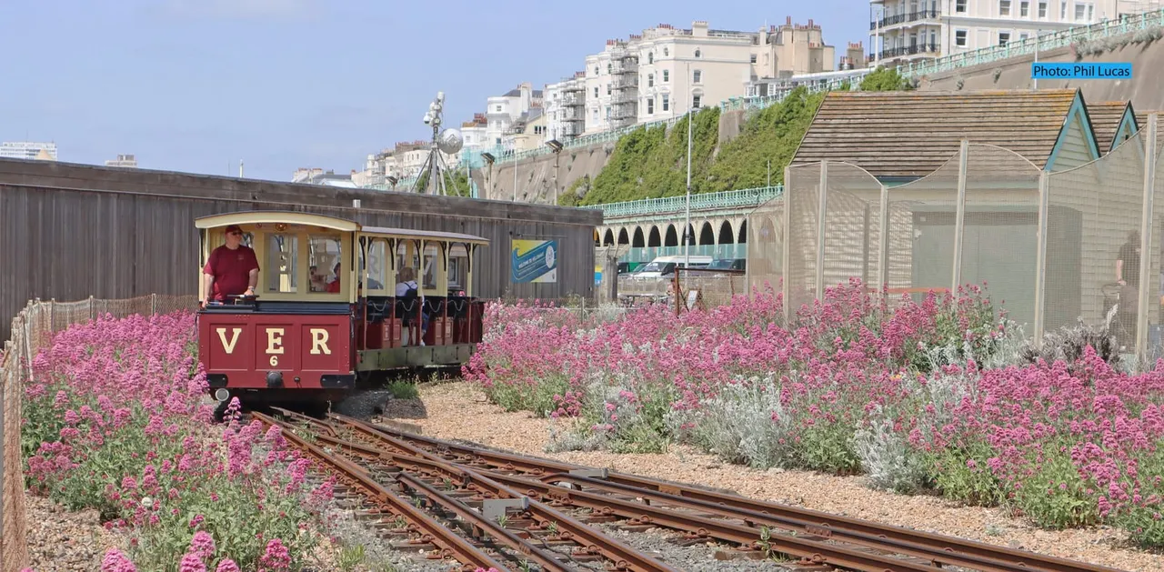 Vintage red open-sided electric railway carriage surrounded by pink flowering plants, with seafront buildings visible behind.