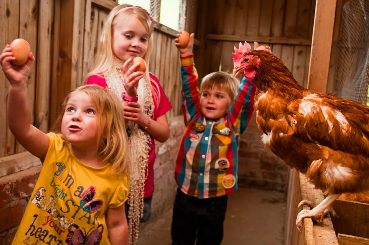 Three young children holding eggs feed a brown hen in a wooden barn.