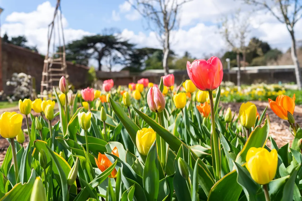 Colourful tulips in bloom in a historic garden with brick walls and bare trees visible in the background.