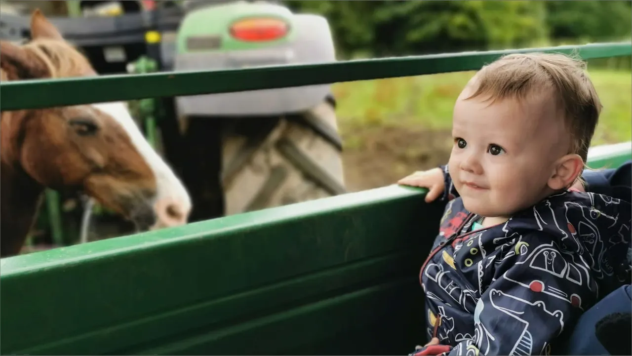 A toddler in a patterned jacket peers over a green fence at ponies in a paddock.