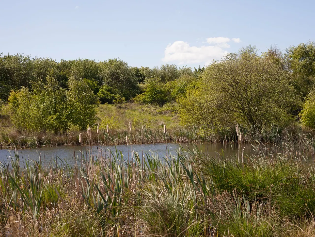 Wetland pond surrounded by reeds, rushes and woodland trees under blue sky with white clouds.