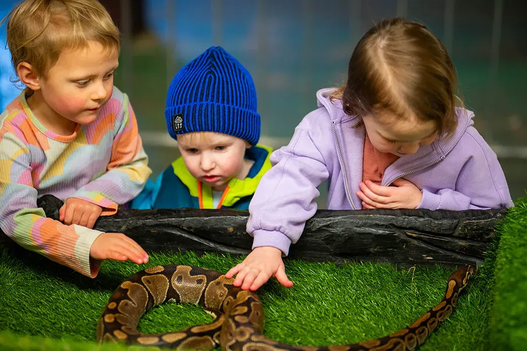 Three young children leaning over a log to observe and touch a large snake on artificial grass.