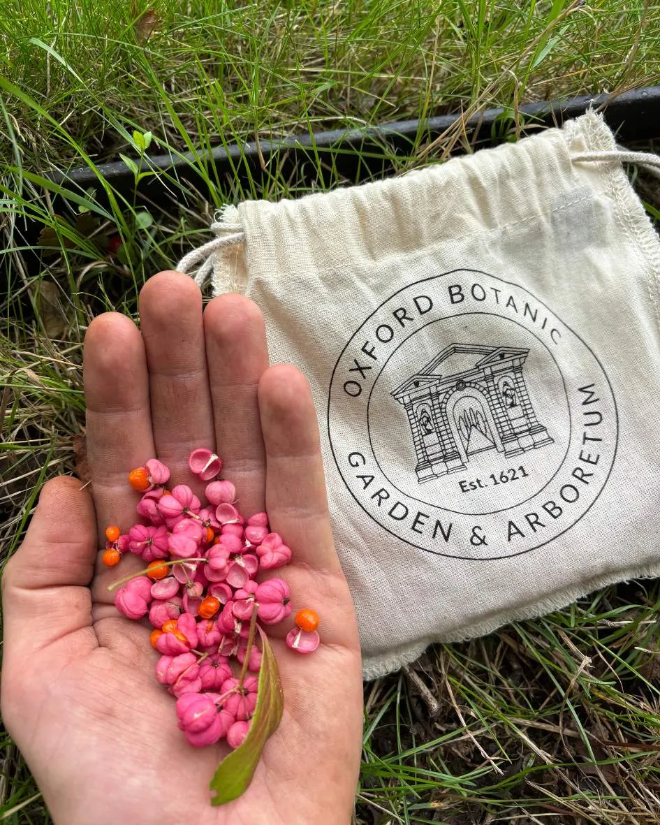 Hand holding pink and orange berries next to a canvas bag branded with Oxford Botanic Garden & Arboretum logo, on grass.
