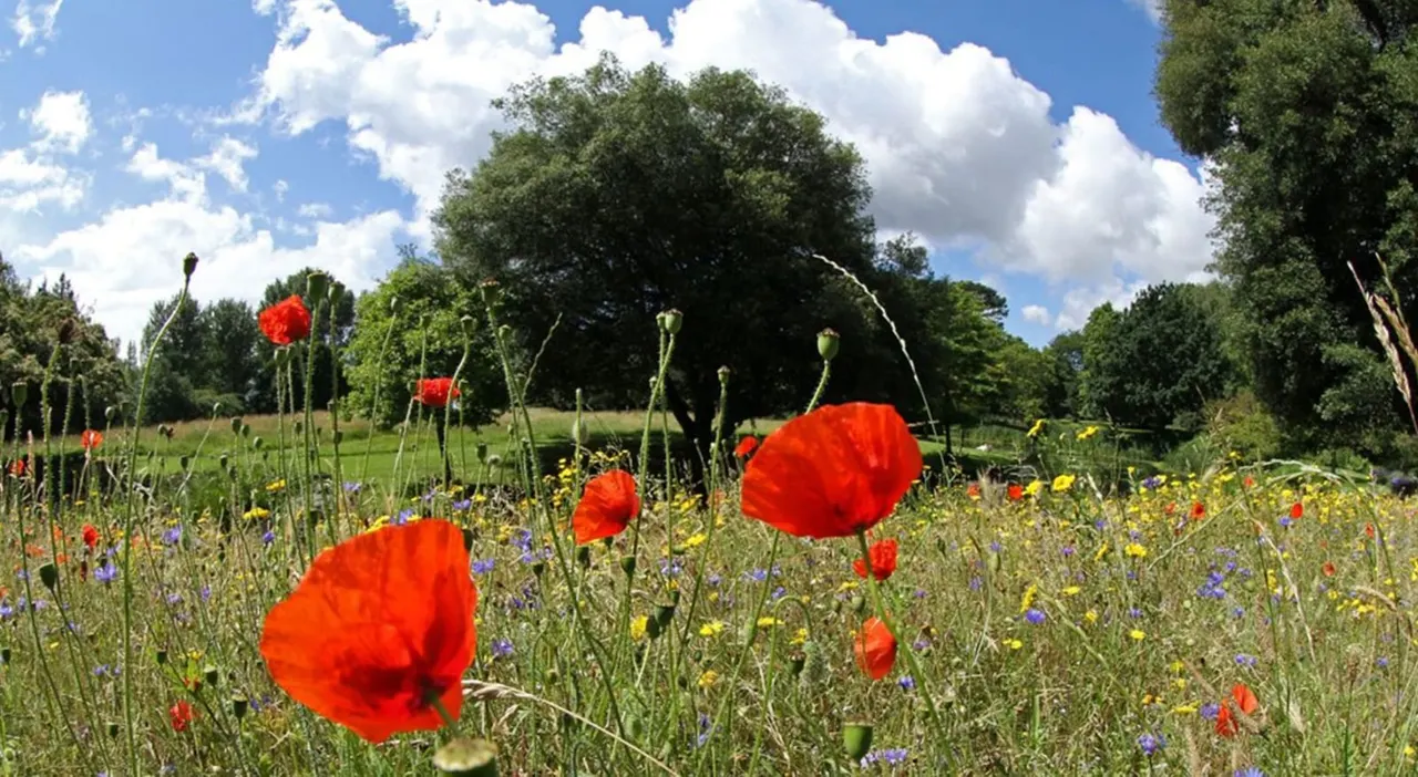A sunny meadow with vibrant red poppies and blue and yellow wildflowers, with mature trees under a blue sky with white clouds.