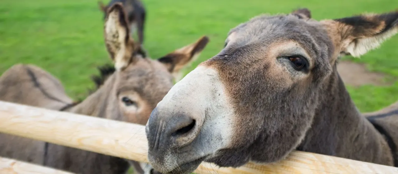 Donkeys resting on grass with wooden fence in foreground.