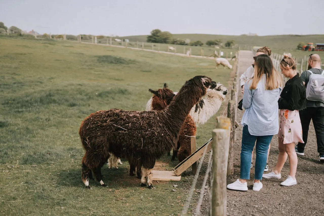 Visitors watching and feeding alpacas at a fenced farm enclosure with rolling green fields beyond.