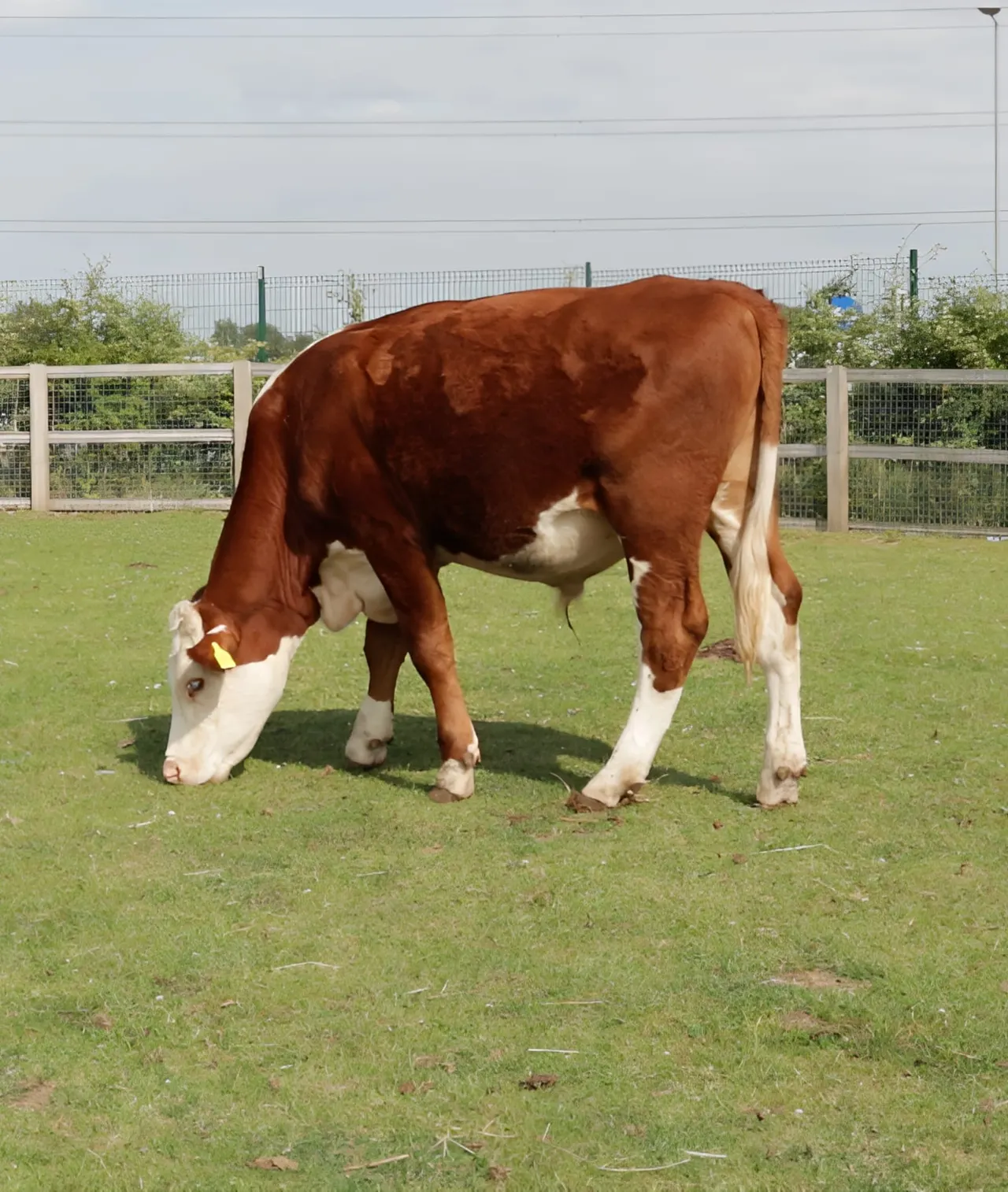 Brown and white cow grazing in a fenced pasture.