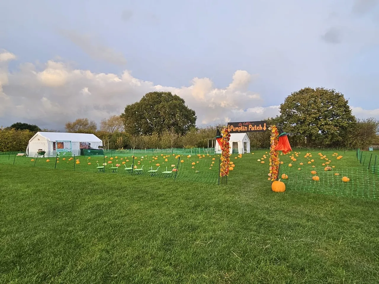 Open field with hundreds of pumpkins scattered across grass, decorated gateway arch, and farm buildings in autumn setting.