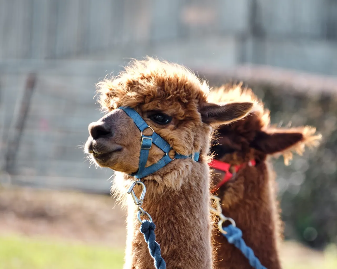 Alpaca walk at Oak Tree Alpacas