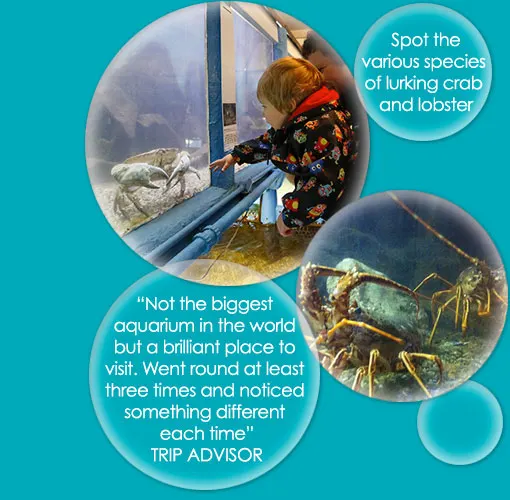 Fowey Aquarium