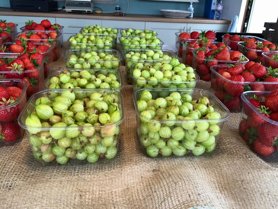 Clear plastic containers of green gooseberries and strawberries displayed on a counter at a farm shop.