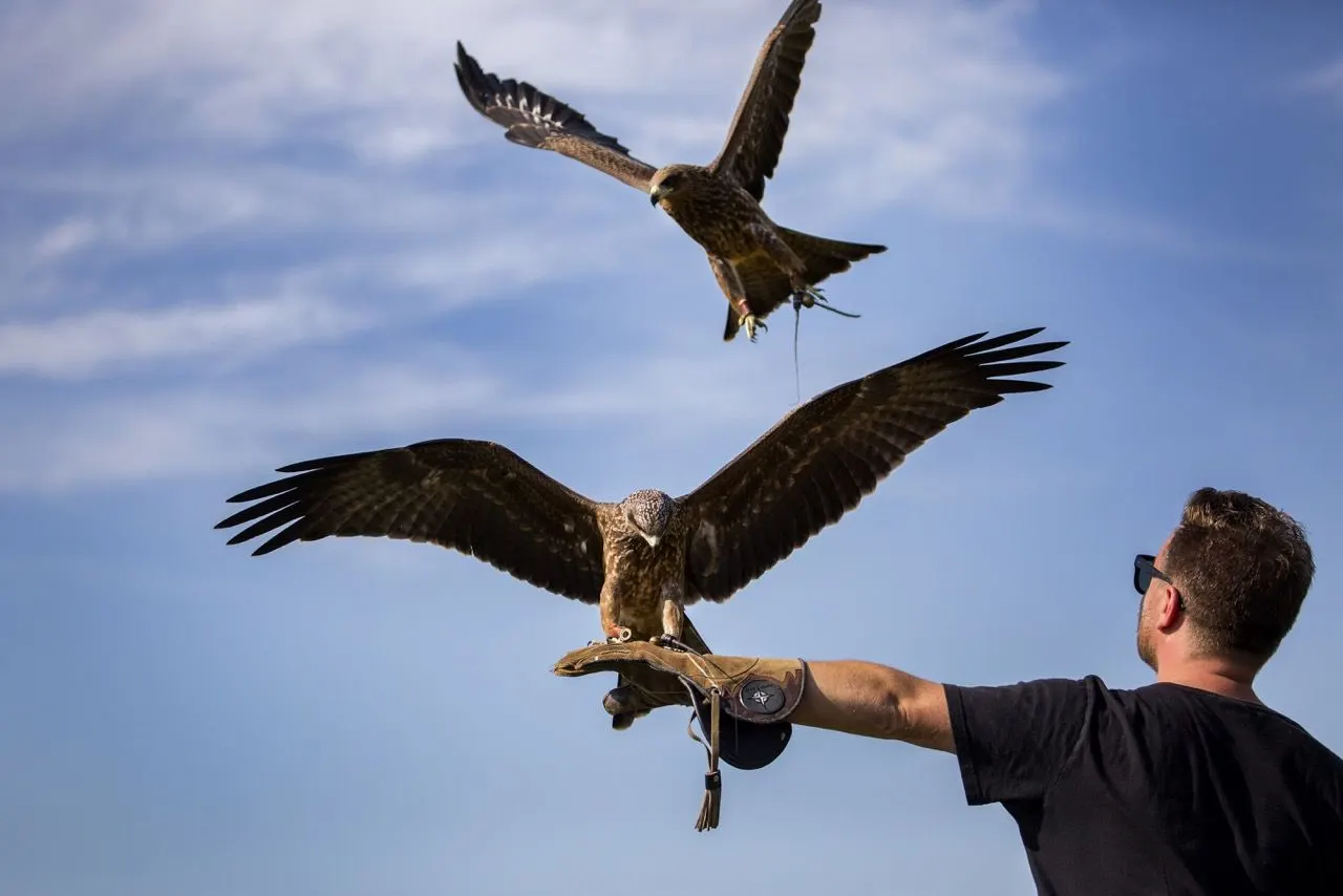 A falconer with an outstretched gloved arm holds a large bird of prey whilst another swoops down against a blue sky.