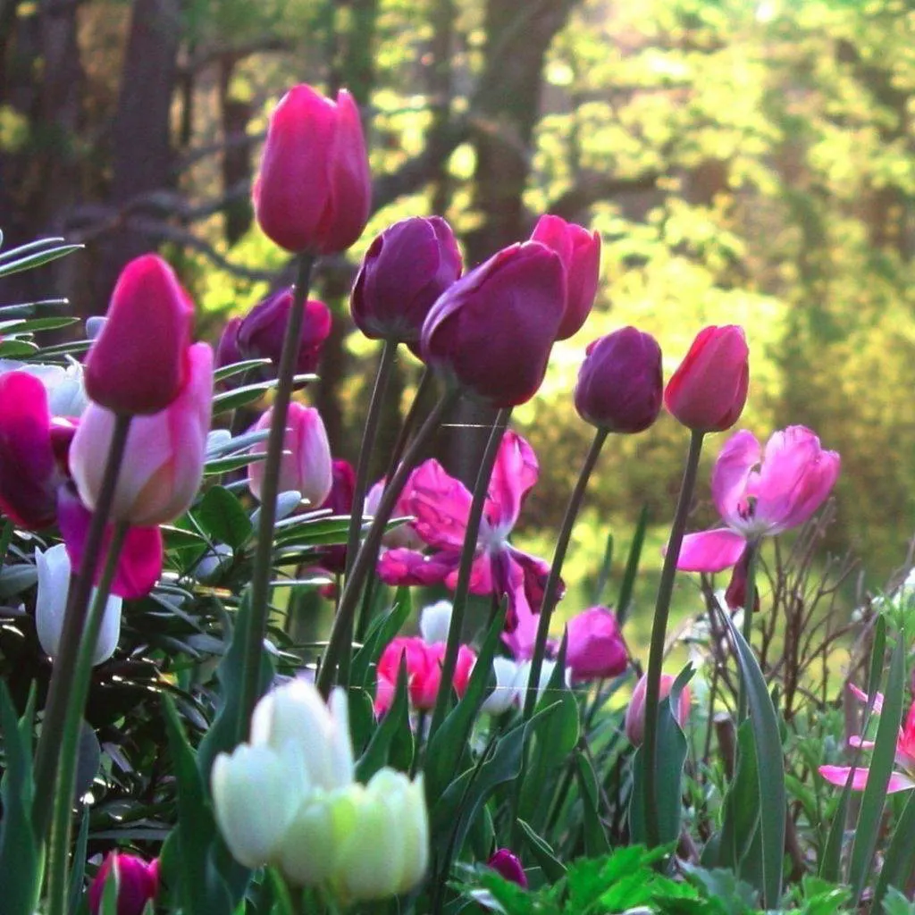 Bright pink and purple tulips in bloom with green foliage and trees in dappled sunlight behind.