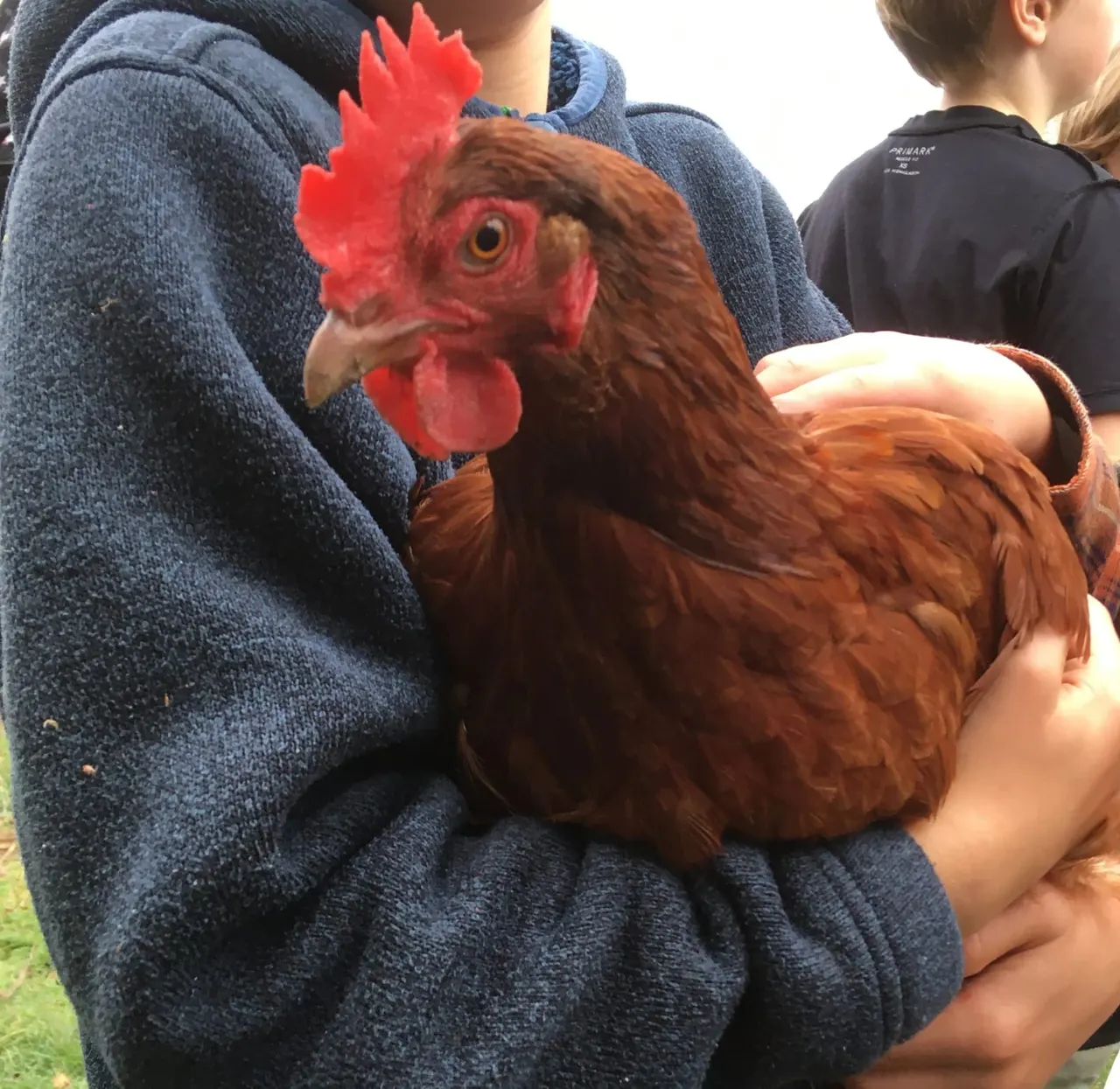 Children holding a brown hen with a bright red comb and wattles.