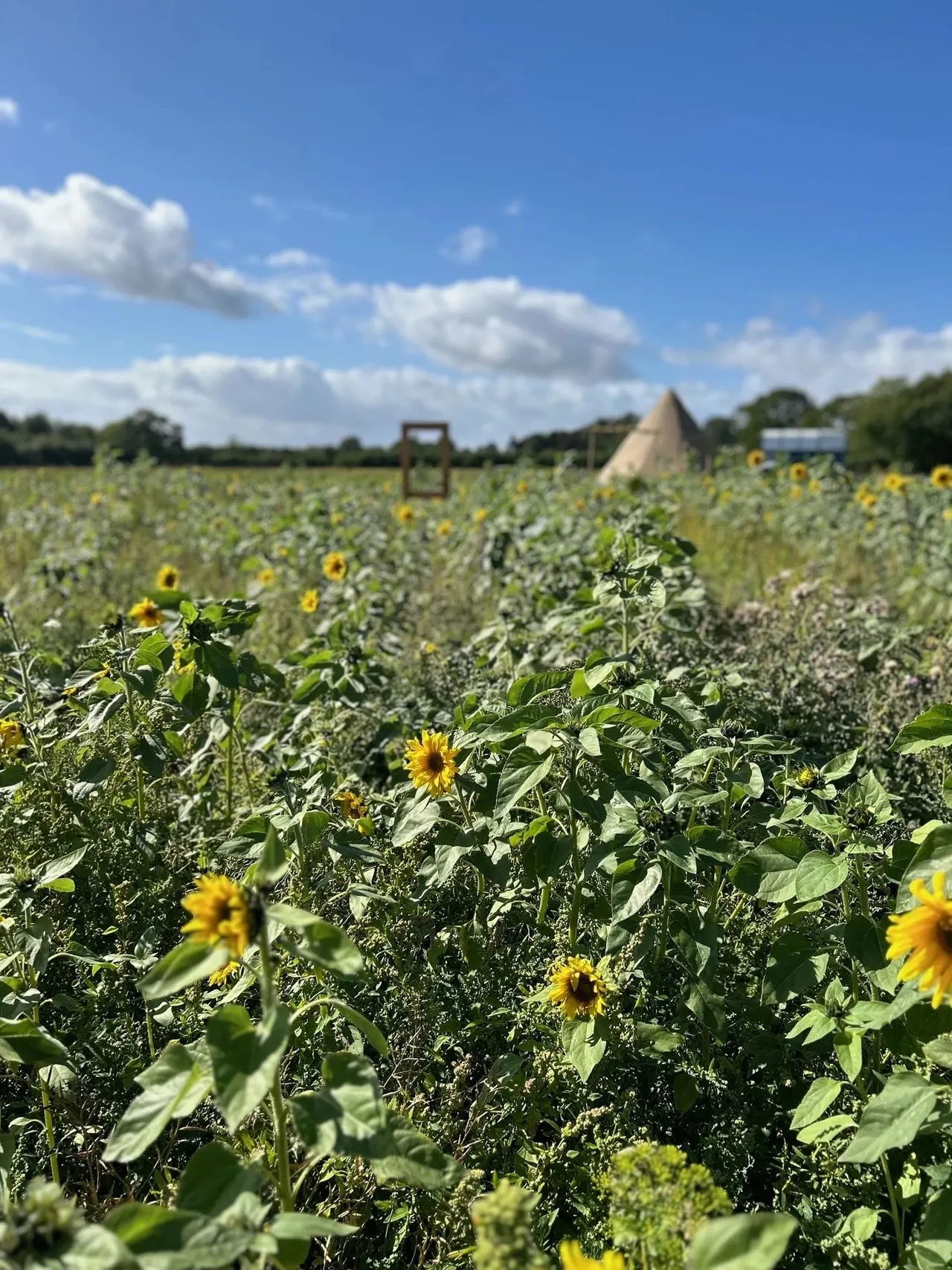 Sunflowers in bloom across a rural field with farm buildings and clear blue sky.