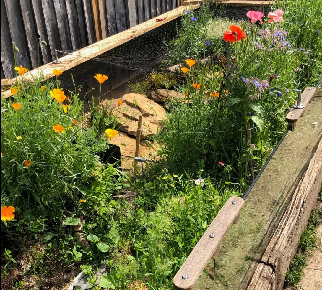 Wooden boardwalk alongside a pond bordered by colourful wildflowers including poppies and cornflowers.