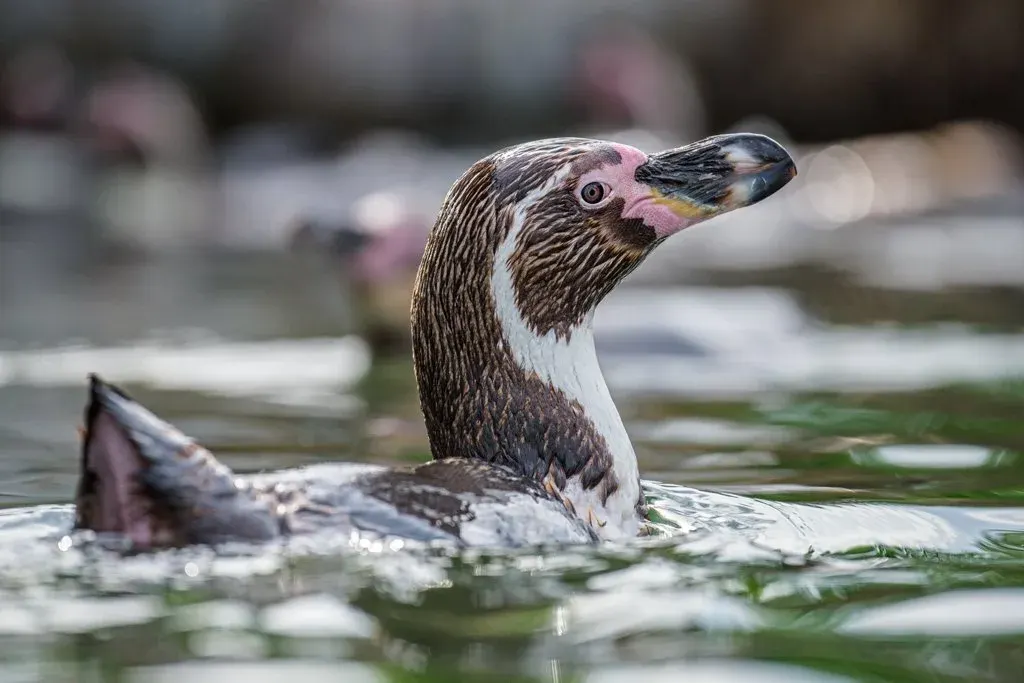 Humboldt penguins at Peak Wildlife Park
