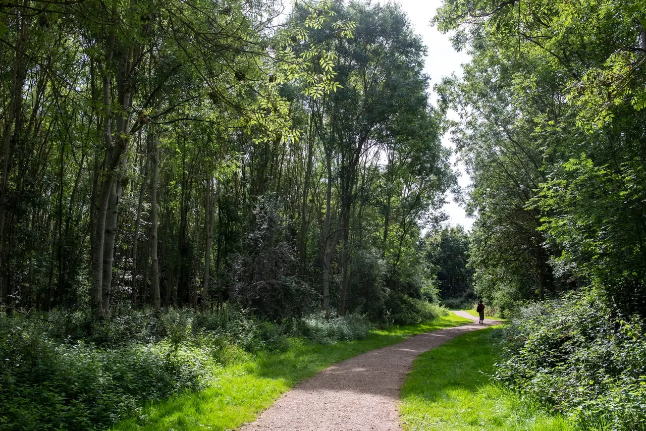 A person walking along a tree-lined path through a dense woodland with tall trees and green undergrowth.