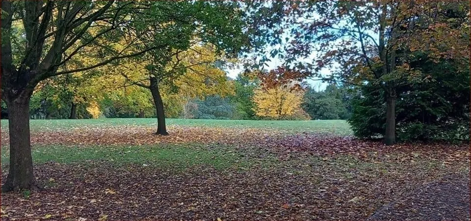 Spacious parkland with mature trees displaying autumn foliage, scattered fallen leaves covering the ground, and open grass areas.