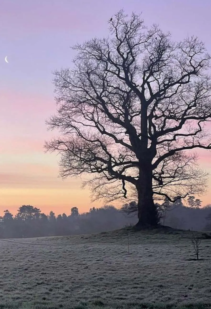 Bare tree silhouetted against a purple and pink dawn sky with crescent moon, frost-covered field and woodland beyond.