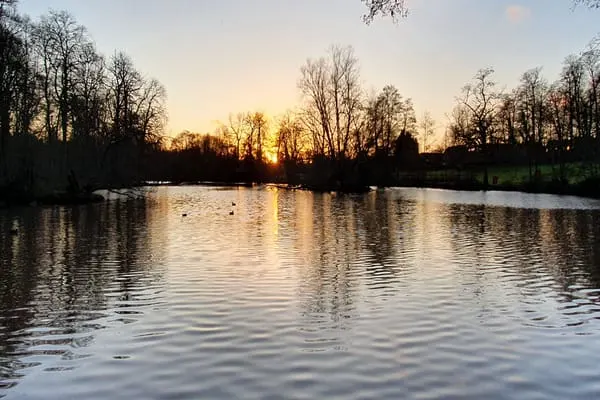 Sunset over a still lake with bare trees lining the banks and waterfowl on the water.