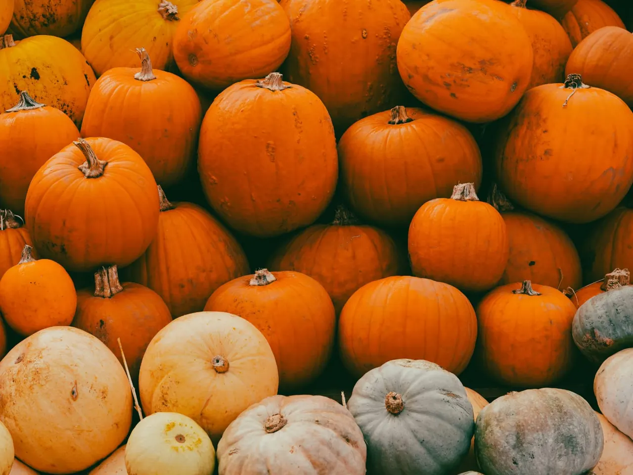 Pick-Your-Own & Pumpkin Patches in Birmingham