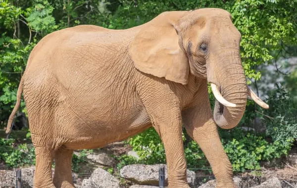 African elephant at Colchester Zoo