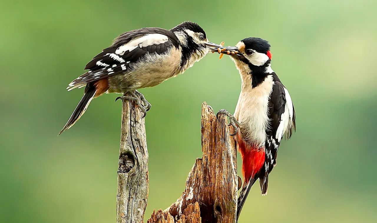 Two woodpeckers perched on weathered wood, one passing food to the other against a green background.