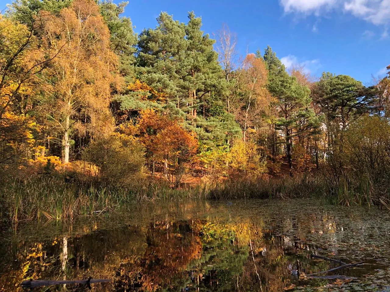 Autumn woodland with mixed deciduous and evergreen trees reflected in still water, reed beds along the shoreline.