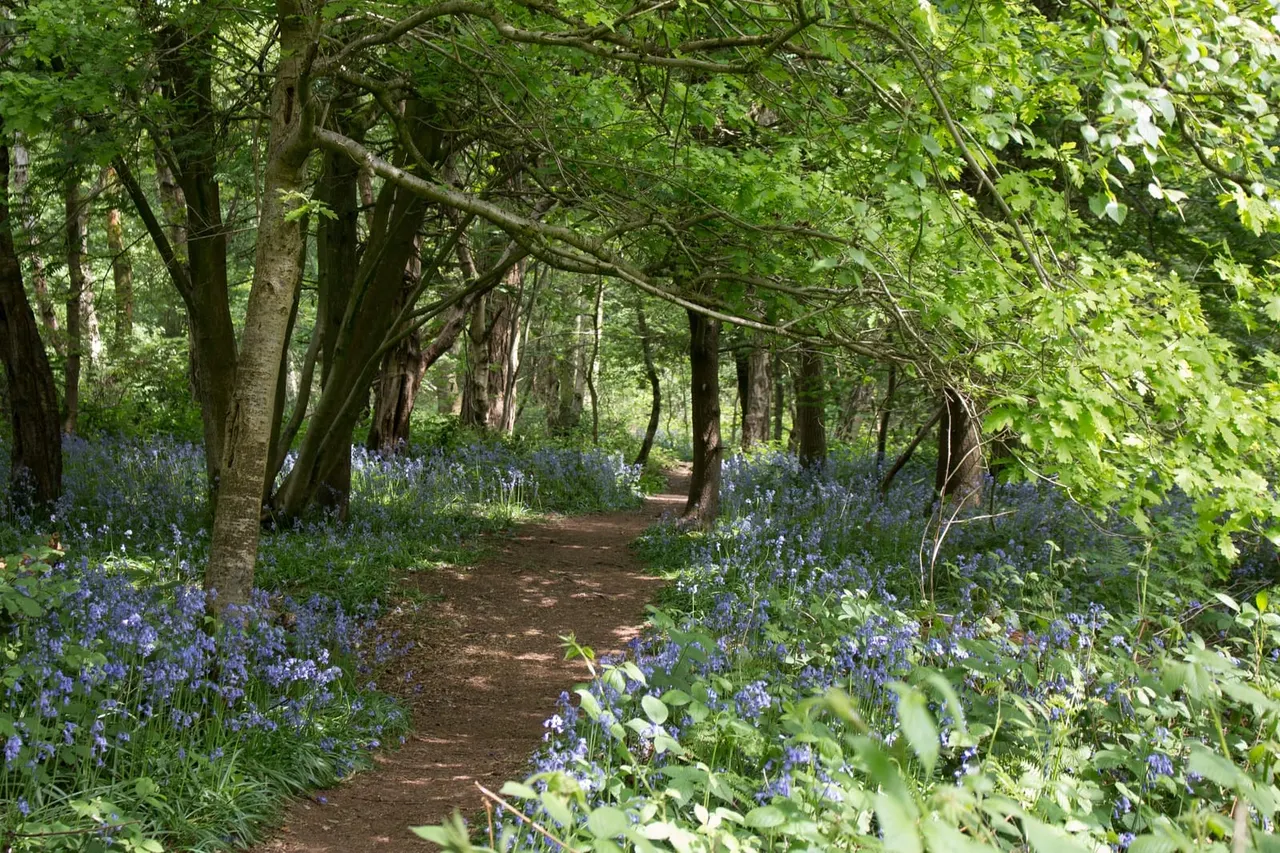 Woodland path lined with flowering bluebells beneath a canopy of mature trees.