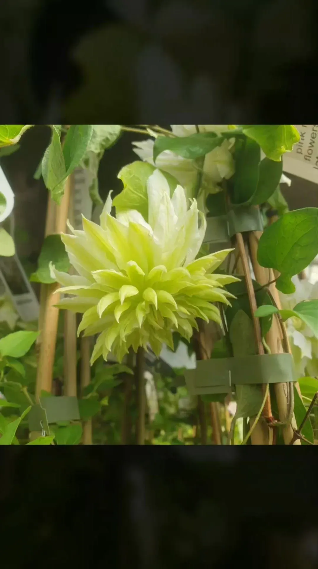 Plant stock at Floralands Garden Centre