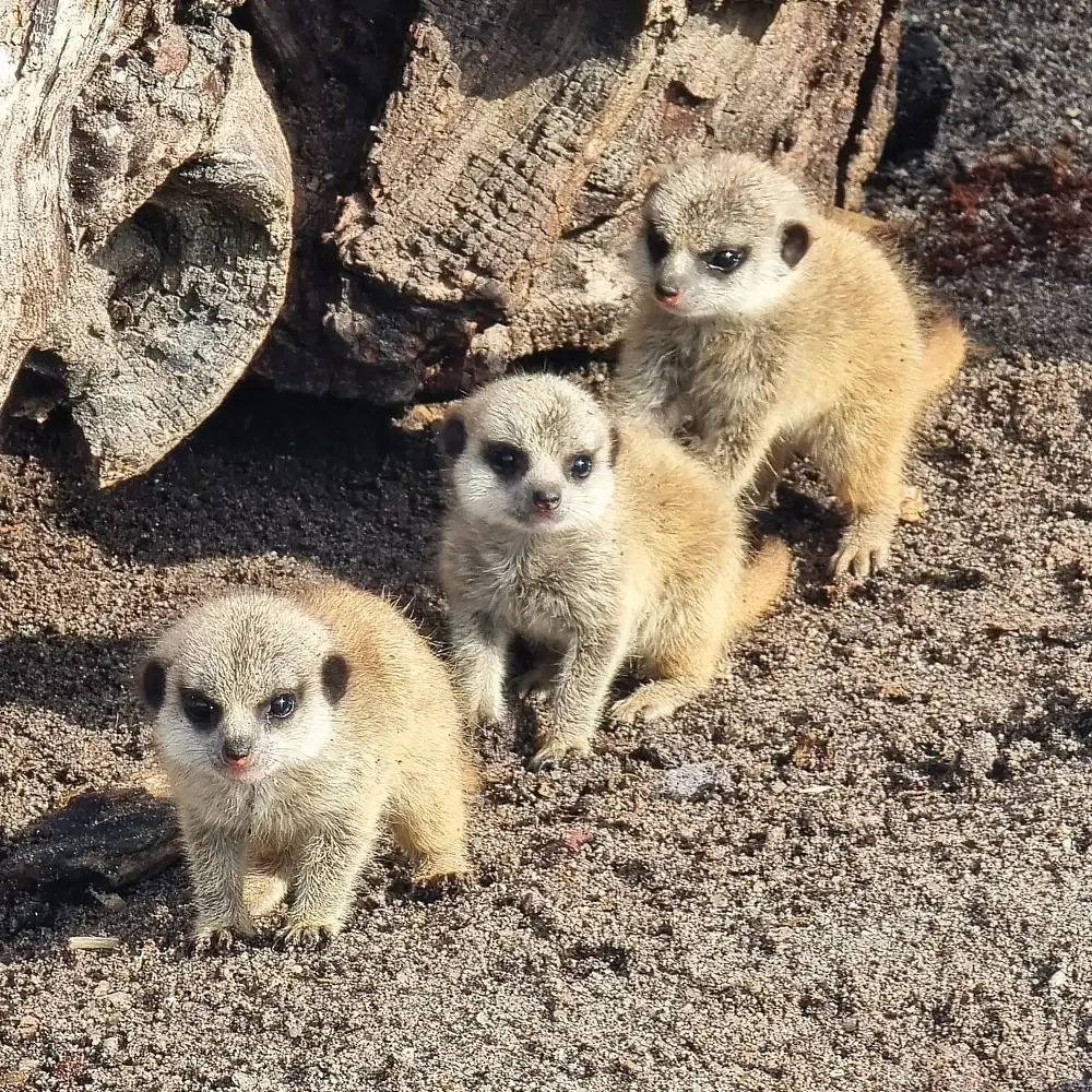 Three meerkats standing alert on sandy ground near a textured rock formation.